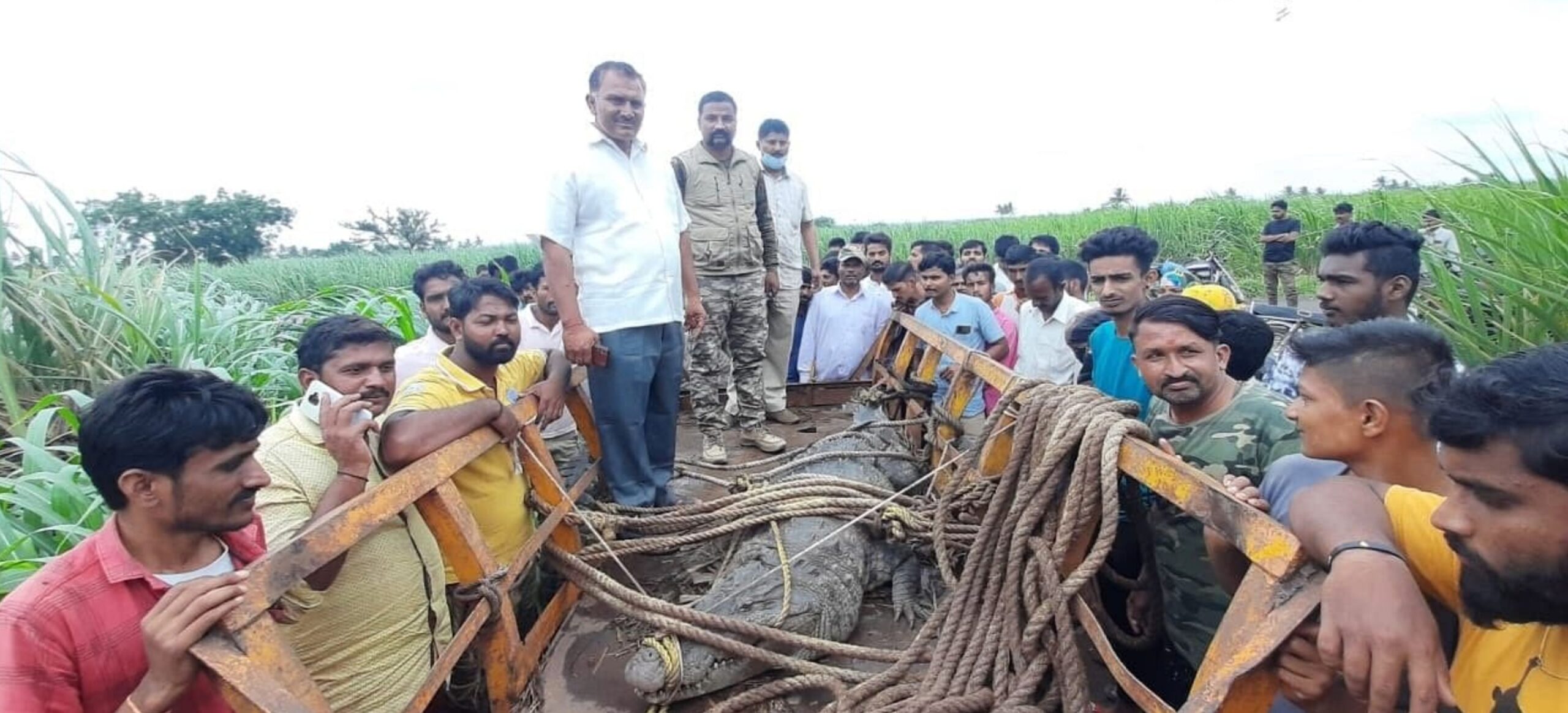 Now villagers do not kill crocodiles, they catch them and inform the department