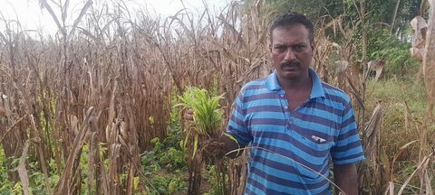 कलघटगी में बारिश से कटाव को आई फसलों को नुकसान
