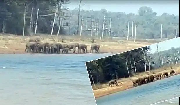 भद्रा बैकवाटर के पास पंद्रह से अधिक जंगली हाथियों का झुंड