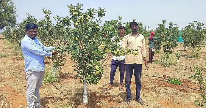 गर्म क्षेत्र पर उगाई सेब की समृद्ध फसल