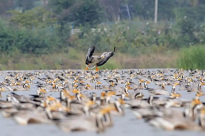 प्रवास मार्ग में परिवर्तन, पर्वतीय हंसों की संख्या में गिरावट