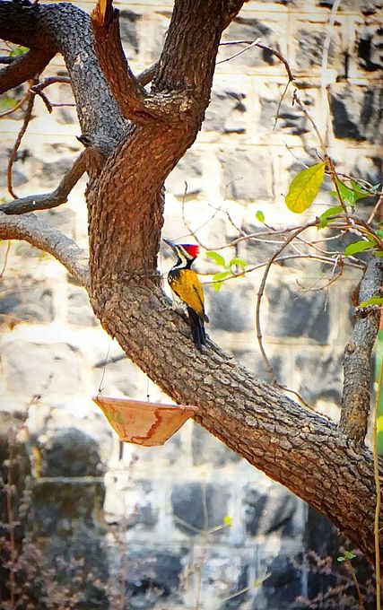 सरकारी स्कूलों को शौचालय भाग्य