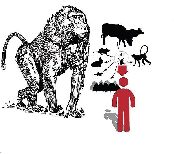 संक्रामक बुखार के मामले बढ़े