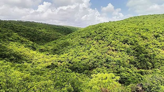 3,000 एकड़ वन क्षेत्र की रखवाली करते हैं लोग