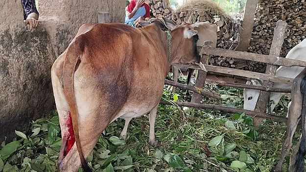 गाय का थन कटा, शिकायत दर्ज
