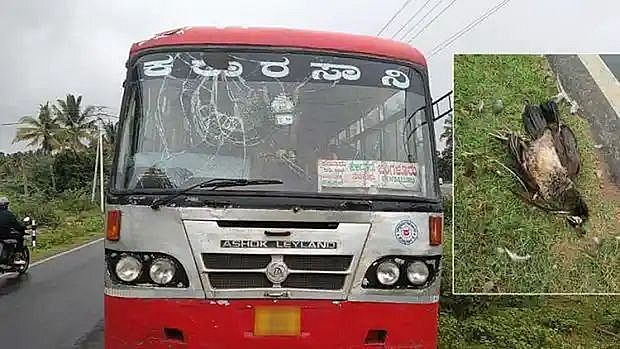 सरकारी बस की चपेट में आने से मोर की मौत