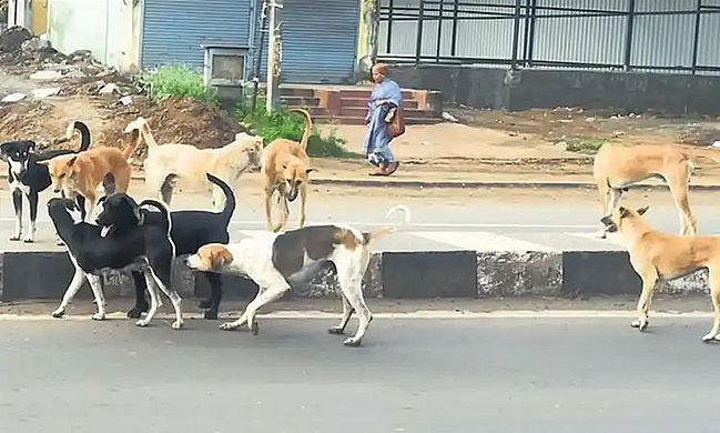 चिक्कोडी में आवारा कुत्तों का आतंक, दो दिन में सात लोग घायल