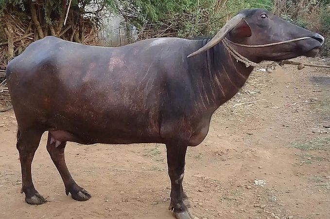 ‘धारवाड़ी भैंस’ नस्ल को 2021 में मिली राष्ट्रीय मान्यता