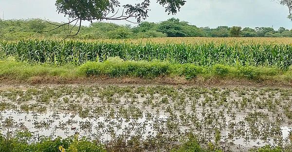 लक्ष्मेश्वर तालुक में लगातार बारिश से फसलों को भारी नुकसान