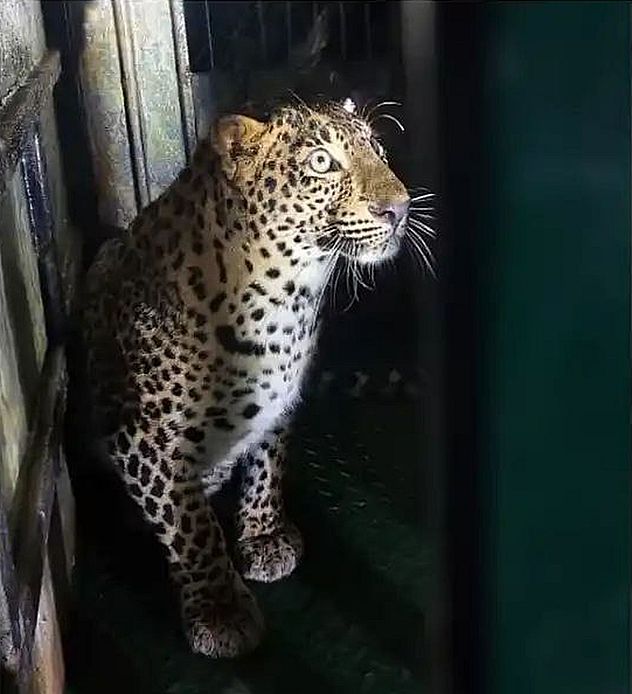 पिंजरे में फंसा तेंदुआ