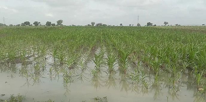 निरंतर बारिश: फसल नुकसान से किसानों में चिंता