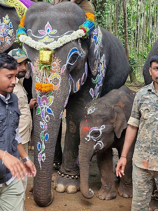 सक्रेबैलु शिविर के हाथी शावकों का नामकरण