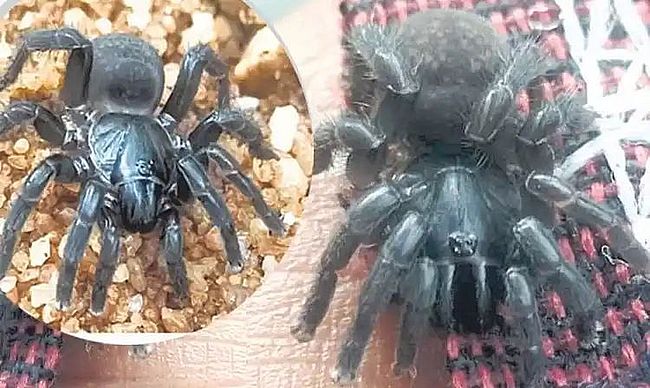 शांतगेरी के जंगल में नई प्रजाति की ट्रैप डोर मकड़ी की खोज