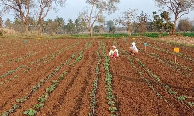 रासायनिक कृषि से थकी भूमि को "भू पुन:श्चेतन कृषि" ने दी नई जान