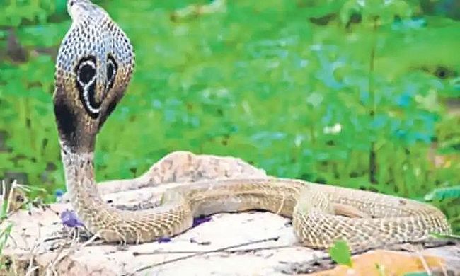 कारवार जिले में सांप काटने के मामले बढ़े