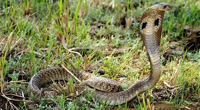 जलवायु परिवर्तन से बढ़ेगा जहरीले सांपों का खतरा: अध्ययन