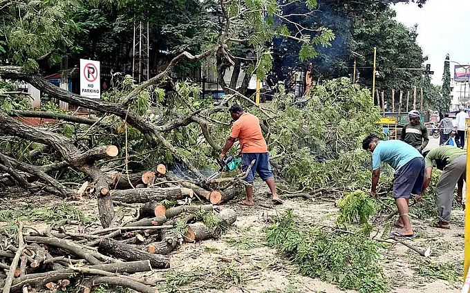 चिटगुप्पी उद्यान के सामने पांच पुराने पेड़ काटे