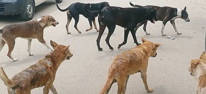 शिम्लानगर में कुत्तों का हमला, 9 वर्षीय बालिका घायल