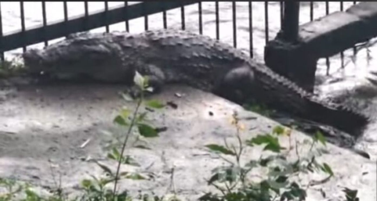 दांडेली में मगरमच्छों का आतंक, जनजीवन पर खतरा