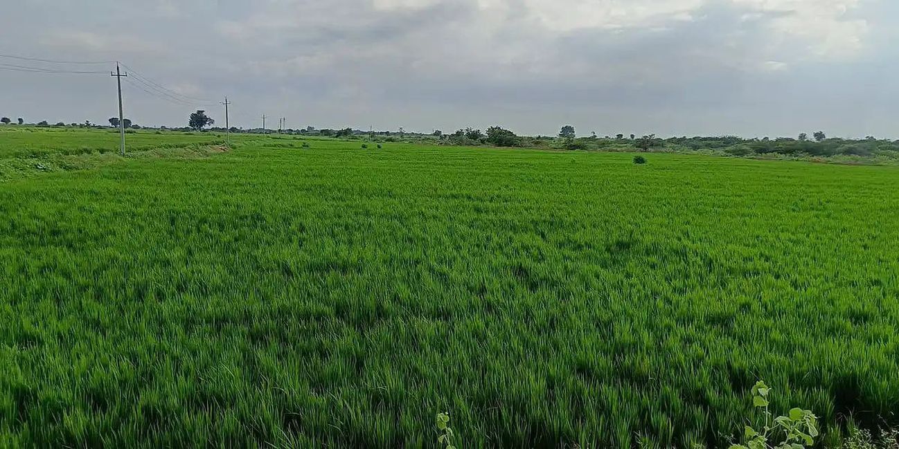 बुद्धिमानी से जल संचय कर रहे किसान