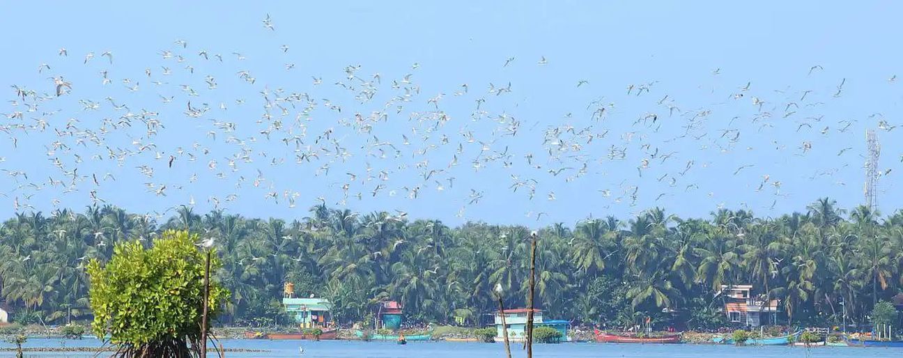 कुंदापुर की पंचगंगावली नदी बनी हजारों समुद्री पक्षियों का सुरक्षित ठिकाना