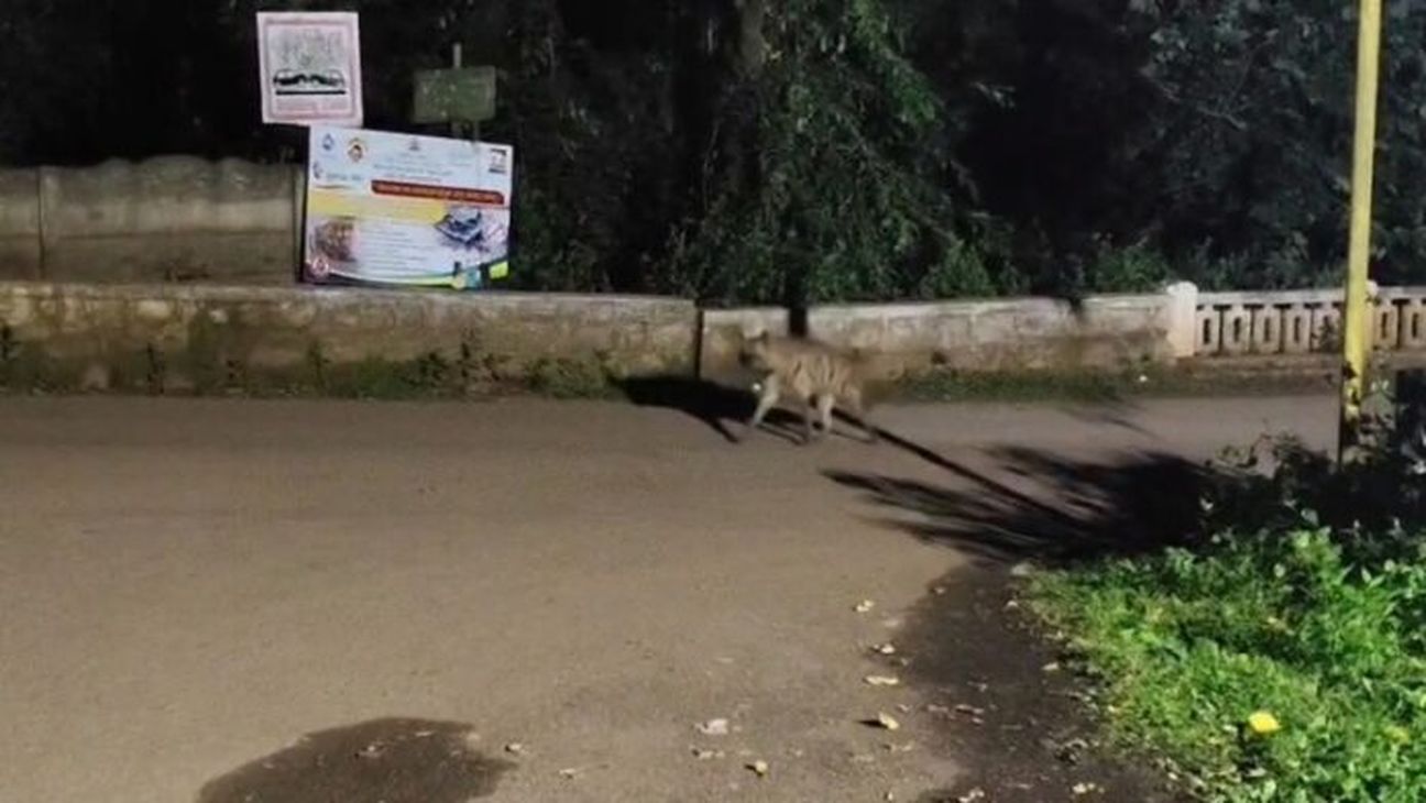 दांडेली के जंगल में पहली बार दिखा दुर्लभ लकड़बग्घा