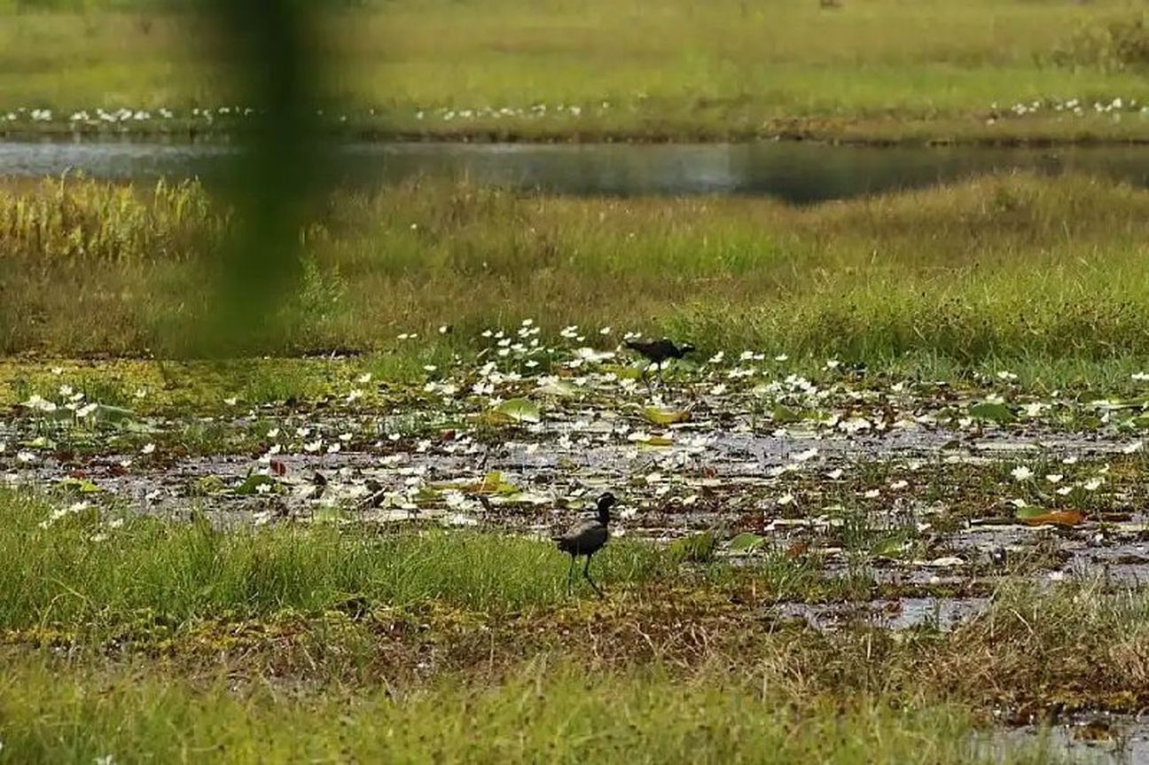 मल्याडी पक्षीधाम संकट में