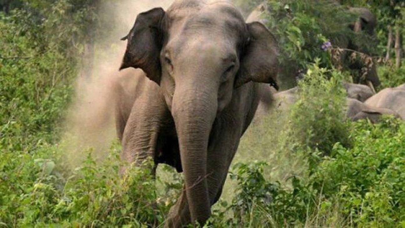 काफी नगरी में हाथी का हमला, मजदूर की मौत