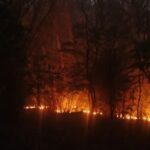 भद्रा अभयारण्य क्षेत्र में भीषण जंगल की आग