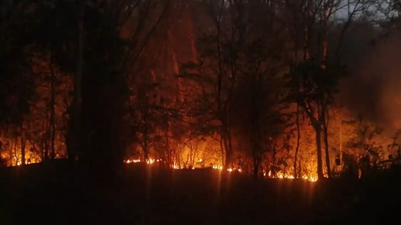 भद्रा अभयारण्य क्षेत्र में भीषण जंगल की आग