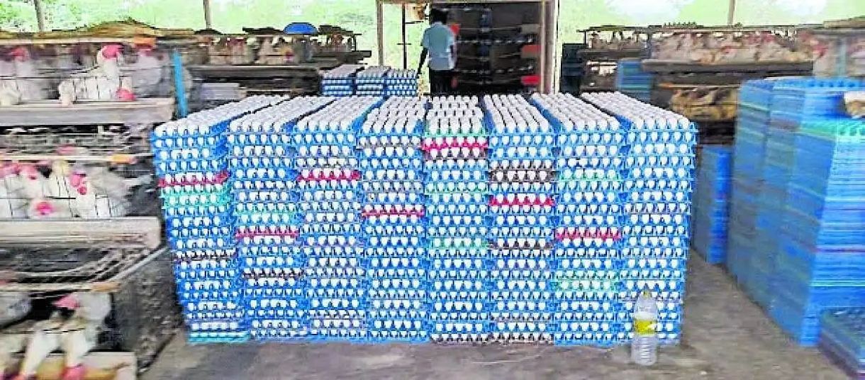 गुलेदगुड्डा में पोल्ट्री कारोबार संकट में