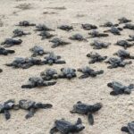 अरब सागर किनारे 102 कछुआ शिशुओं को मिला नया जीवन