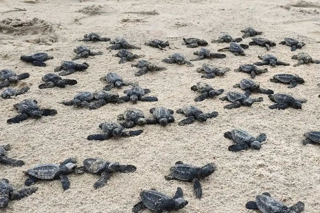अरब सागर किनारे 102 कछुआ शिशुओं को मिला नया जीवन