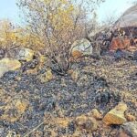 यादगीर में गर्मी के साथ भड़क रही जंगल की आग