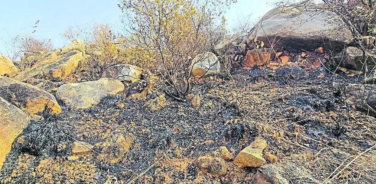 यादगीर में गर्मी के साथ भड़क रही जंगल की आग