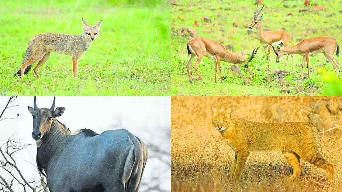 दुर्लभ वन्यजीवों का सुरक्षित ठिकाना बना बीदर