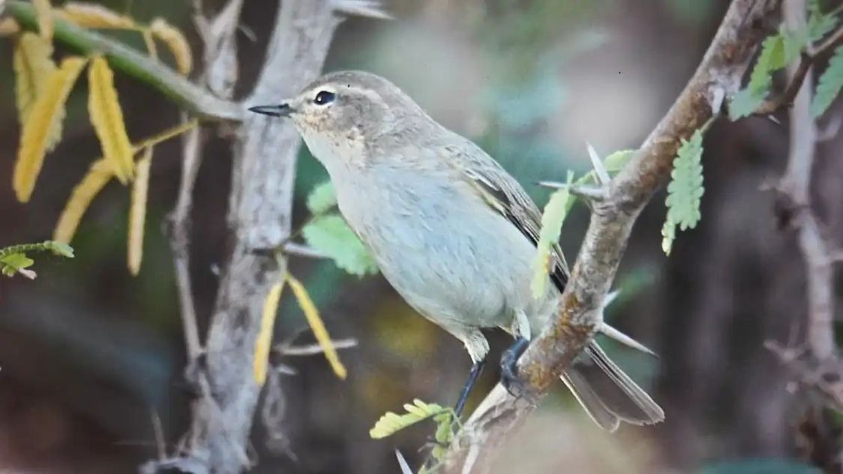 मलप्रभा तट पर पहली बार दिखी ‘कॉमन चिफचाफ’ चिडिय़ा