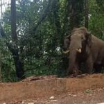 दक्षिण कन्नड़ में हाथी टास्क फोर्स गठन को मंजूरी