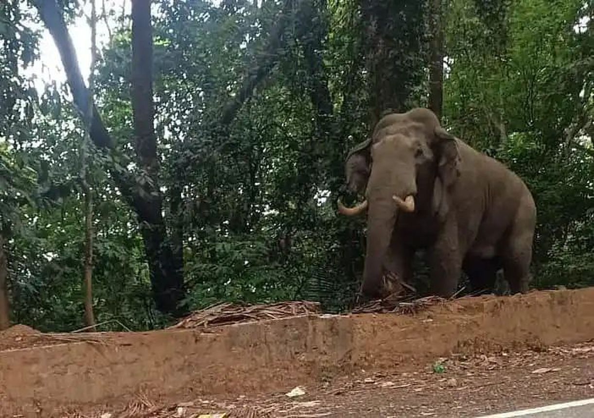 दक्षिण कन्नड़ में हाथी टास्क फोर्स गठन को मंजूरी