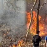 सह्याद्री की गोद में बसे दांडेली के जंगलों पर वनाग्नि का खतरा