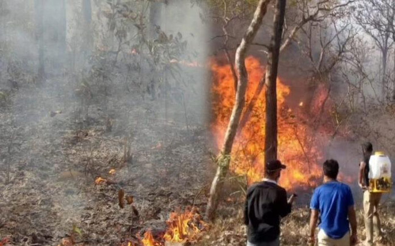 सह्याद्री की गोद में बसे दांडेली के जंगलों पर वनाग्नि का खतरा