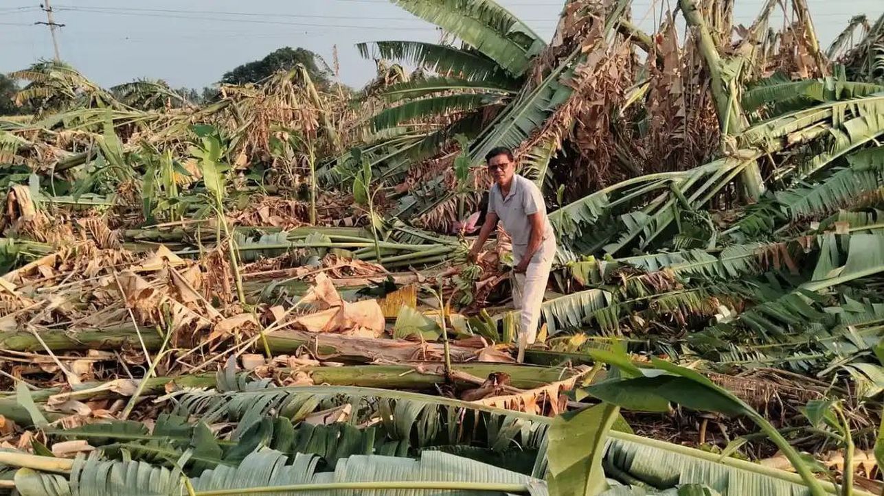 बेमौसम बारिश से किसानों को झटका, केले की फसल बर्बाद