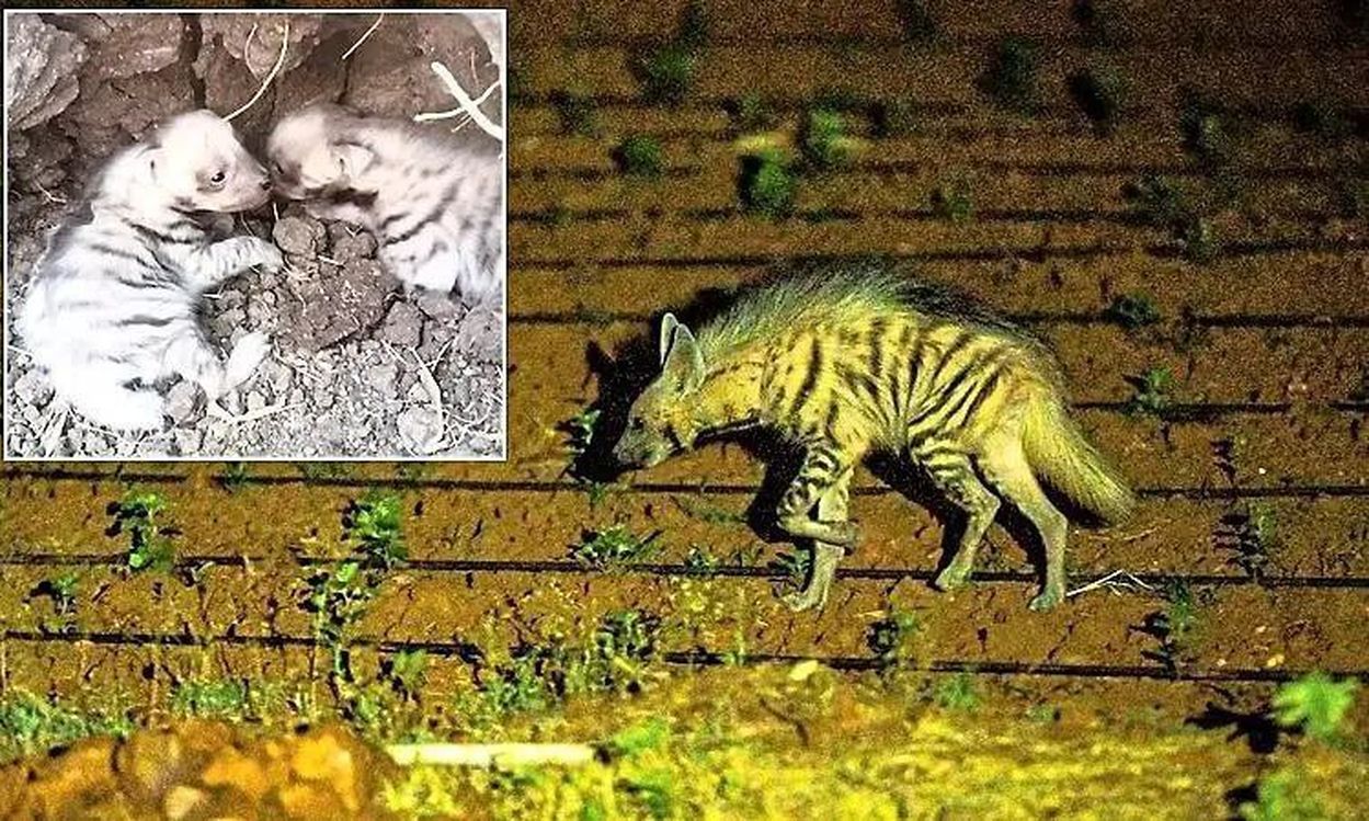 नरगुंद में धारीदार लकड़बग्घे ने दिए दो शावकों को जन्म