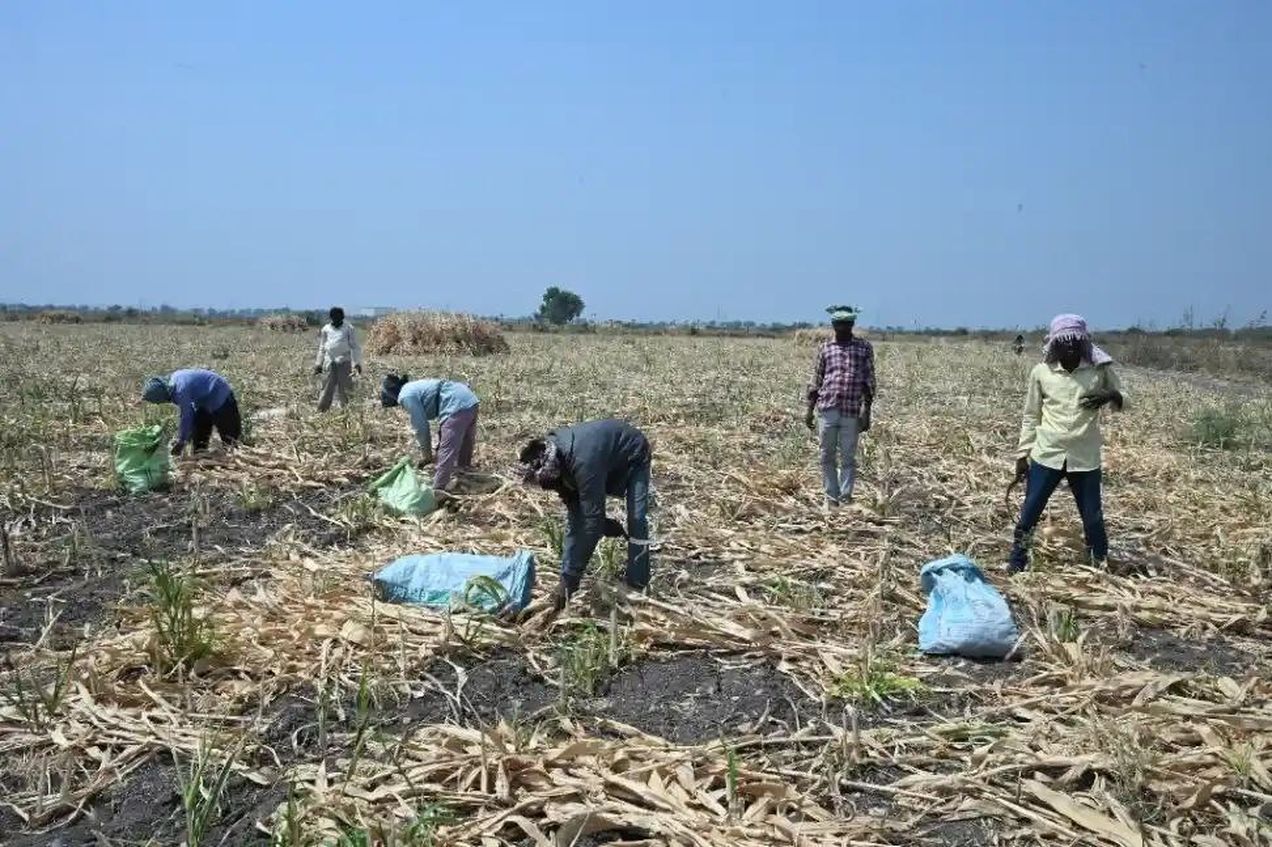 रायचूर में सफेद ज्वार की आवक शुरू