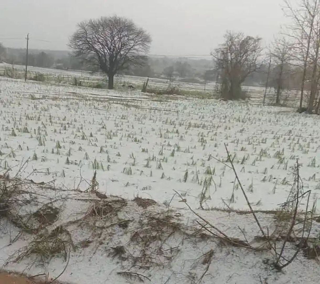 ओलावृष्टि से फसलों की भारी तबाही