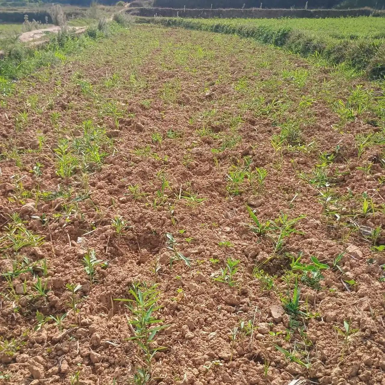 जंगली भैंसों का कहर, कई एकड़ फसल बर्बाद