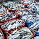 गैस संकट से मछली कारोबार पर असर, मालपे में मांग घटी