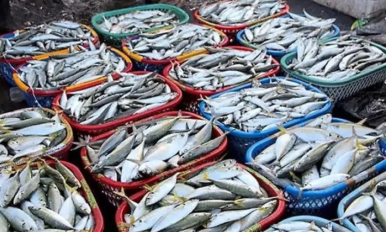 गैस संकट से मछली कारोबार पर असर, मालपे में मांग घटी