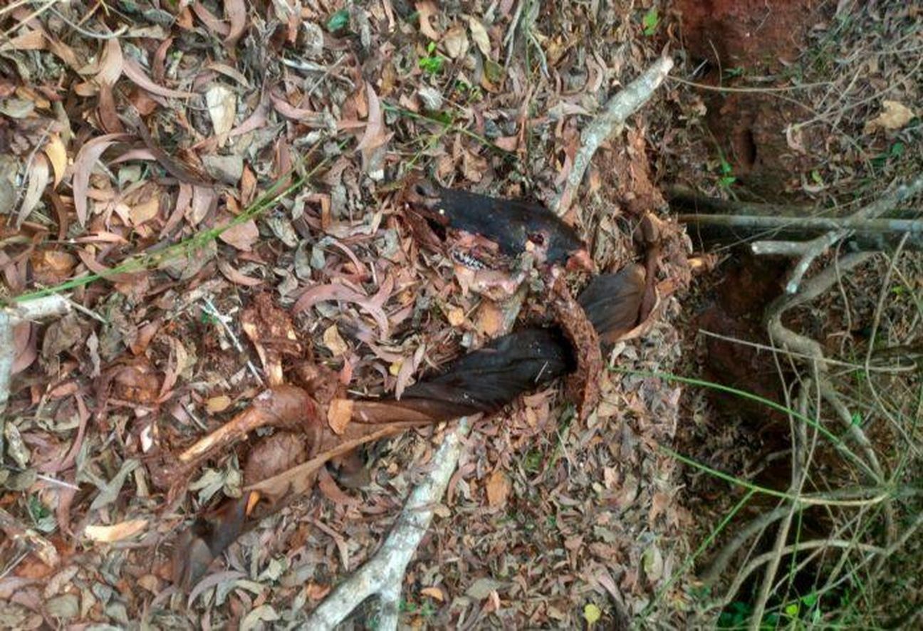 जंगल में गाय की निर्मम हत्या, मांस ले गए बदमाश