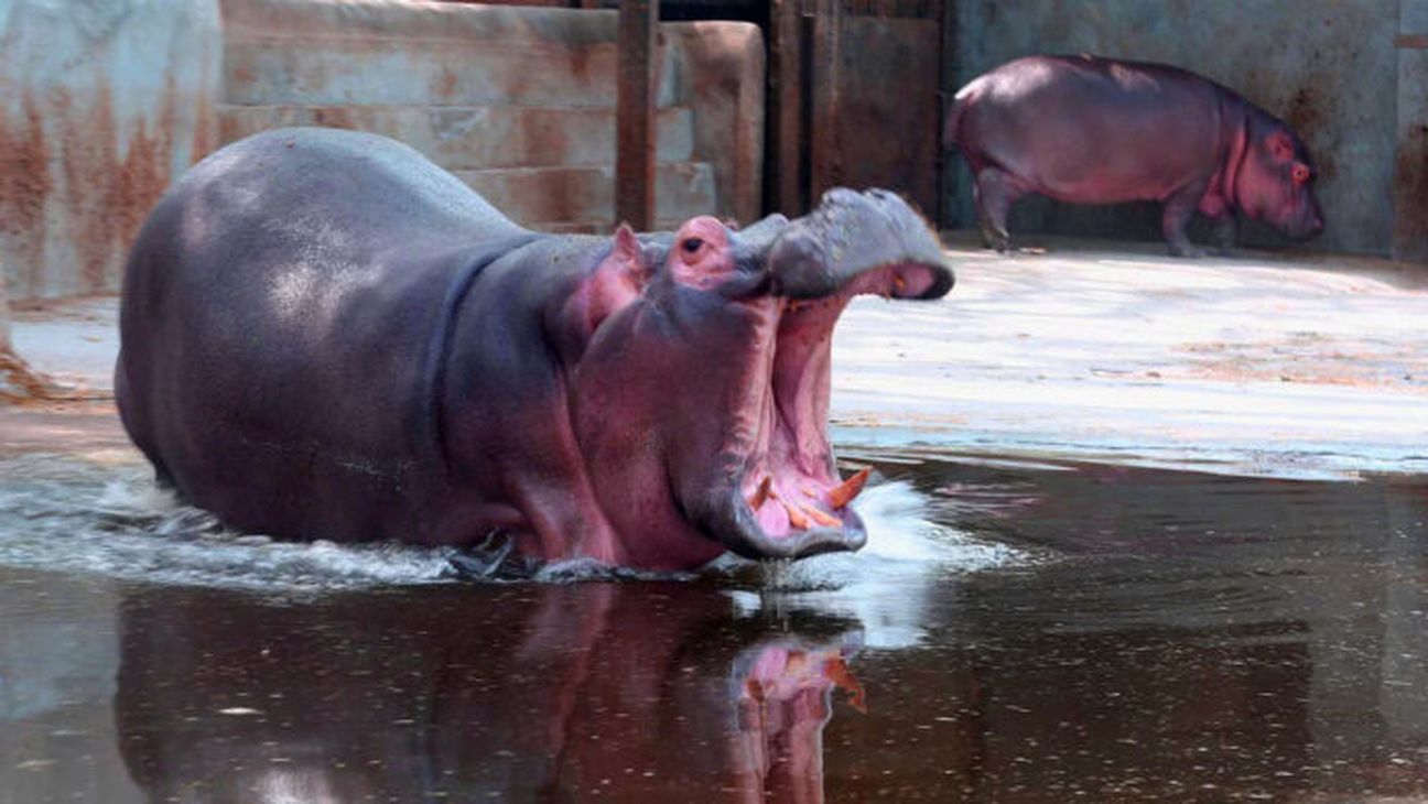 शिवमोग्गा चिड़ियाघर की हिप्पो ‘हंसिनी’ की मौत में नया मोड़